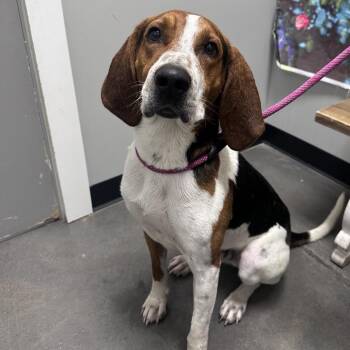 Coonhound Dogs Available for Adoption in Normal, Illinois - Kletus | PetCurious