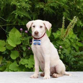 Holstein -  Retriever Dog for Adoption in Wake Forest, North Carolina - Holstein | PetCurious
