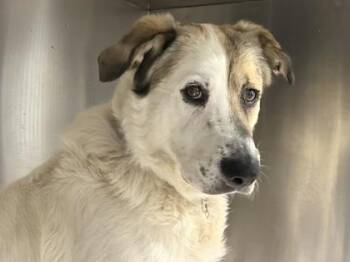 Mixed Breed Dogs Available for Adoption in Georgetown, Texas - Monterey | PetCurious