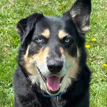 Mixed Breed Dogs Available for Adoption in Tioga, Pennsylvania - Farley | PetCurious