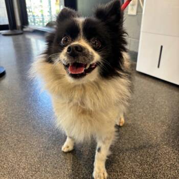 Pepe Le Pew -  Mixed Breed Dog for Adoption in Allentown, Pennsylvania - Pepe Le Pew | PetCurious