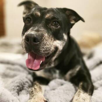 Cattle Dog Dogs Available for Adoption - Glow : The Perfect Companion | PetCurious