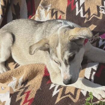 Husky and Labrador Retriever Dogs Available for Adoption in Hackett, Arkansas - Sage | PetCurious