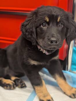 Opalite - Life of a Showgirl Litter -  Labrador Retriever and Shepherd Dog for Adoption in Holly Springs, North Carolina - Opalite - Life Of A Showgirl Litter | PetCurious