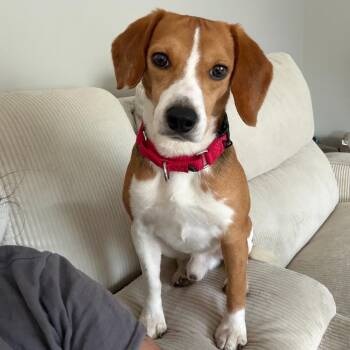 Walter -  Beagle Dog for Adoption in Nowata, Oklahoma - Walter | PetCurious