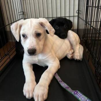 Feist and Mixed Breed Dogs Available for Adoption in Dayton, Ohio - Louise | PetCurious