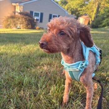 Jo Jo -  Miniature Poodle Dog for Adoption in Arlington, Virginia - Jo Jo | PetCurious
