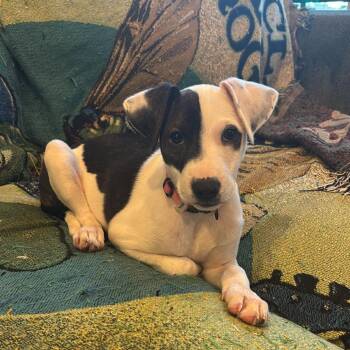 Cissy -  Pit Bull Terrier and Mixed Breed Dog for Adoption in New Orleans, Louisiana - Cissy | PetCurious