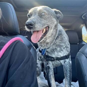 Australian Cattle Dog Blue Heeler and Terrier Dogs Available for Adoption - Smiley | PetCurious