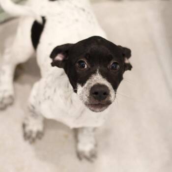 Jade 22731 -  Hound and Mixed Breed Dog for Adoption in Cumming, Georgia - Jade 22731 | PetCurious