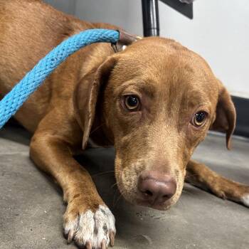Hound and Mixed Breed Dogs Available for Adoption in Tampa, Florida - Rosey | PetCurious