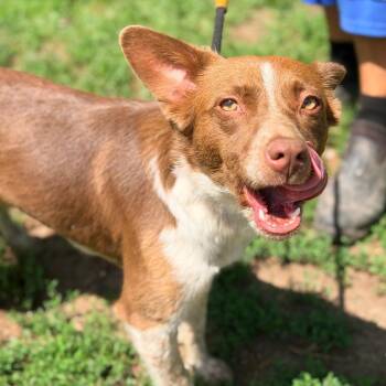 Carey -  Mixed Breed Dog for Adoption in Huntington, West Virginia - Carey | PetCurious