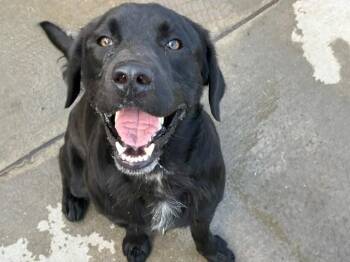 GRIZZLY -  Labrador Retriever and Mixed Breed Dog for Adoption in Tulsa, Oklahoma - GRIZZLY | PetCurious