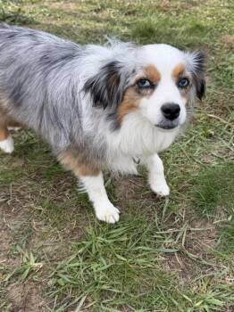 1228 Bunnee -  Australian Shepherd Dog for Adoption in Ringwood, Illinois - 1228 Bunnee | PetCurious