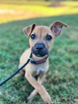 Rescue Terrier and Mixed Breed Dogs for Adoption in Aiken, South Carolina - Peter | PetCurious