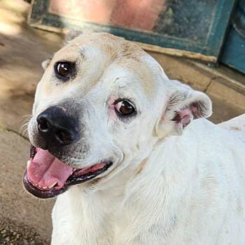 Willow - good with kids and dogs -  Basset Hound Dog for Adoption in Andover, Massachusetts - Willow - Good With Kids And Dogs | PetCurious