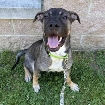 Moose -  Mastiff Dog Available for Adoption in Eatontown, New Jersey - Moose | PetCurious
