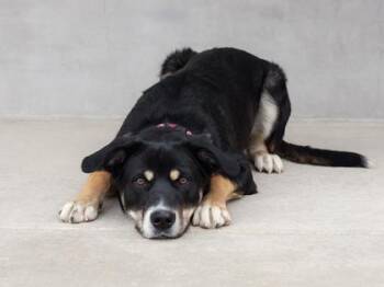 Mixed Breed Dogs Available for Adoption in Longmont, Colorado - Koda | PetCurious