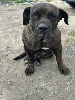 Mastiff Dogs Available for Adoption in Doral, Florida - VICTOR | PetCurious