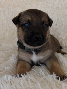 Redding -  German Shepherd Dog Dog for Adoption in Pleasant Hill, California - Redding | PetCurious
