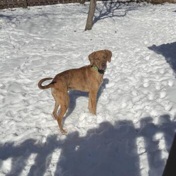 Mixed Breed and Plott Hound Dogs Available for Adoption - Samira (Jessie) | PetCurious