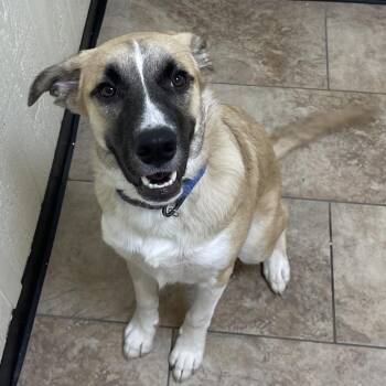 Venice -  Anatolian Shepherd and Mixed Breed Dog for Adoption in Tulsa, Oklahoma - Venice | PetCurious