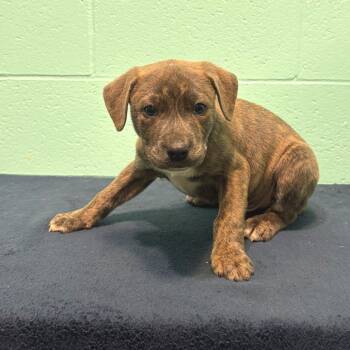Shepherd Dogs Available for Adoption in Cabot, Arkansas - Cecil Grant | PetCurious