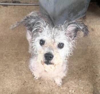 Tilly -  Poodle Dog for Adoption in Shawnee, Oklahoma - Tilly | PetCurious