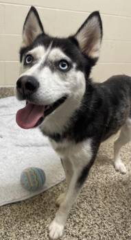 Pepper -  Siberian Husky and Mixed Breed Dog for Adoption in Westland, Michigan - Pepper | PetCurious