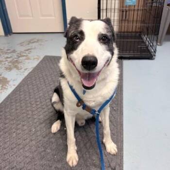 Border Collie Dogs Available for Adoption - Winston | PetCurious
