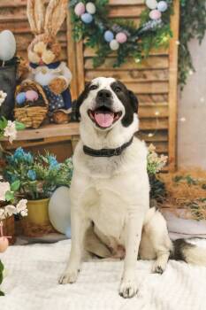 Border Collie and Husky Dogs Available for Adoption - Nomad | PetCurious