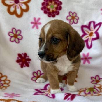 Hopscotch -  Corgi and Mixed Breed Dog for Adoption in Carencro, Louisiana - Hopscotch | PetCurious