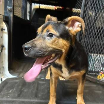 Bianca -  Mixed Breed Dog for Adoption in Gadsden, Alabama - Bianca | PetCurious