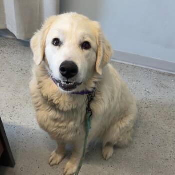 Carlee -  Great Pyrenees Dog for Adoption in Blair, Wisconsin - Carlee | PetCurious