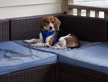 Dewey -  Beagle Dog for Adoption in Avondale, Pennsylvania - Dewey | PetCurious
