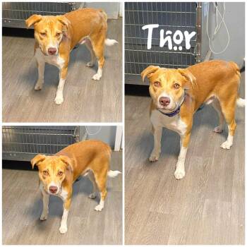 Thor -  Shepherd Dog for Adoption in Saint James, Missouri - Thor | PetCurious
