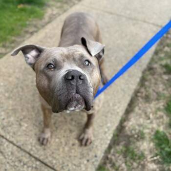 Pit Bull Terrier Dogs Available for Adoption in Boston, Massachusetts - ATHENA | PetCurious