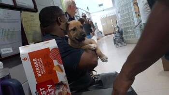 TONY LAMA -  Pit Bull Terrier Dog for Adoption - TONY LAMA | PetCurious