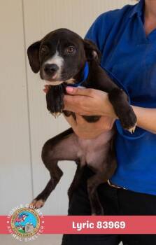 Lyric -  American Bulldog Dog for Adoption in Mobile, Alabama - Lyric | PetCurious