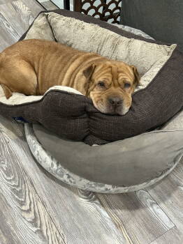 Rescue Shar Pei Dogs for Adoption in Lake Forest, California - Gertrude | PetCurious