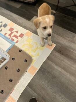 Yellow Labrador Retriever and Border Collie Dogs Available for Adoption - Kiwi  | PetCurious