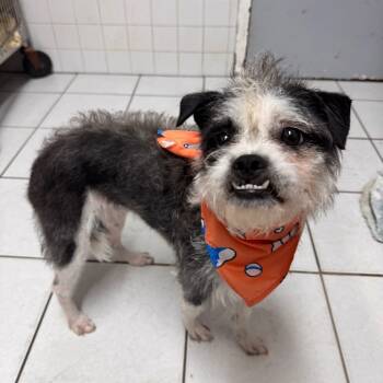 Rescue Boston Terrier Dogs for Adoption in Newark, New Jersey - Aleah | PetCurious