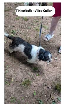 Alice Cullen -  Shih Tzu Dog for Adoption in Milton, Georgia - Alice Cullen | PetCurious