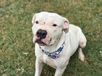 BUTTERNUT -  Pit Bull Terrier Dog for Adoption in Tulsa, Oklahoma - BUTTERNUT | PetCurious