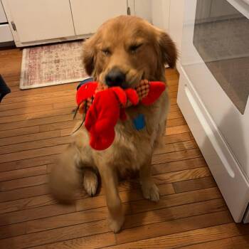 Golden Retriever Dogs Available for Adoption - Dallas | PetCurious