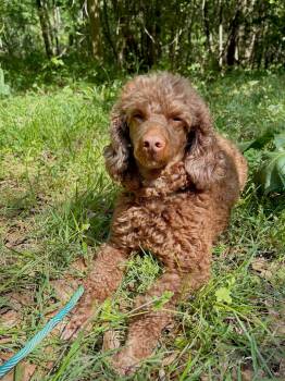 Poodle Dogs Available for Adoption in Pacolet, South Carolina - Shaden Feb 26 | PetCurious