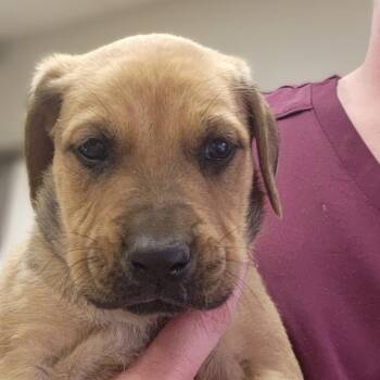 Australian Shepherd Dogs Available for Adoption in Tupelo, Mississippi - Zumi - 032410U | PetCurious