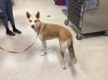 Rescue Siberian Husky and Mixed Breed Dogs for Adoption in Riverside, California - NINA | PetCurious