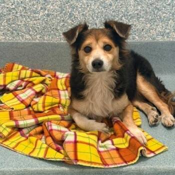 Osmosis -  Shetland Sheepdog Sheltie and Mixed Breed Dog for Adoption in Long Beach, California - Osmosis | PetCurious