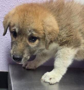 61761784 -  German Shepherd Dog and Mixed Breed Dog for Adoption in El Paso, Texas - 61761784 | PetCurious